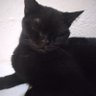 Profilbild von Nancy-TheBlackCat