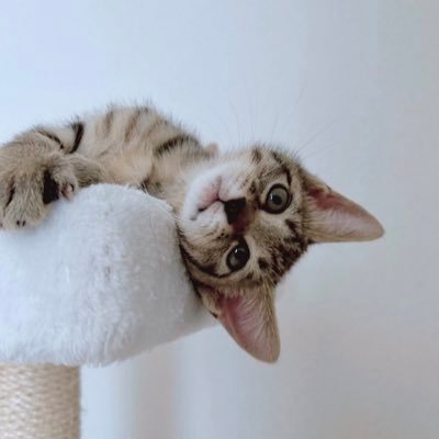 ごんねこ's profile picture
