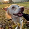 Profilbild von あかりーぬ