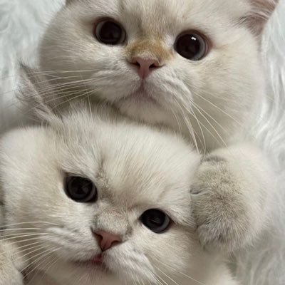 kungkaew_ka's profile picture