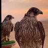 GG 🦅 的头像