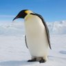 God's Chosen Penguin 的头像