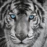 Profilbild von Hu
