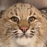 Hello Cat 的头像
