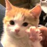 Orange's profile picture