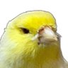 Anis profil fotoğrafı