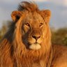 Profilbild von El Rey!
