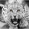 المصطلي profil fotoğrafı