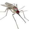 Mosquito tricolor 2's profile picture