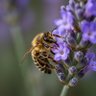 Фото профиля Bee Em UU