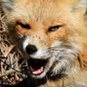Felício Fox Maior de Minas's profile picture