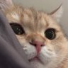 ShuMai's profile picture