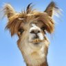 Profilbild von NosceTeIpsum