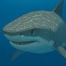 Tigershark's profile picture