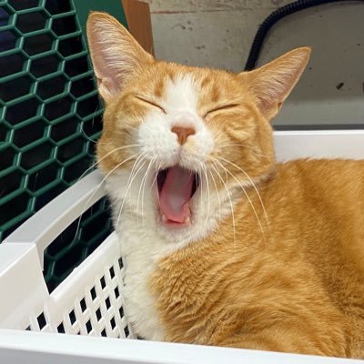 bonapunchy's profile picture