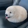Lunar's profile picture
