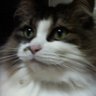 Tom0's profile picture
