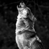 Фото профиля LONE WOLF