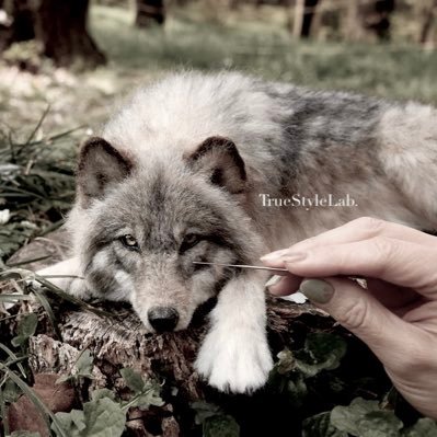 Truestylelab's profile picture