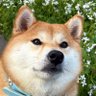 柴犬ちびこ🐾 profil fotoğrafı