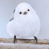 蒼真's profile picture