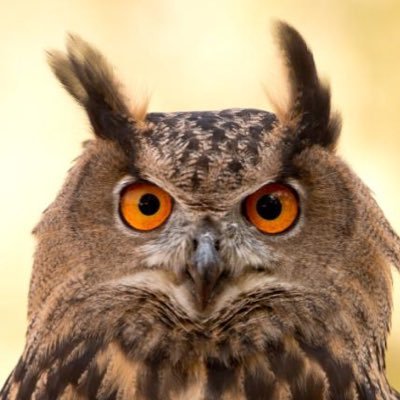 Шар шувуу🦉's profile picture