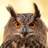 Шар шувуу🦉's profile picture