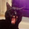 Ịtkett!'s profile picture