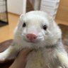 安東聡也 的头像