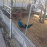 たぬきマン 的头像