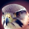 Profilbild von Fq8