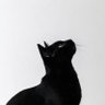 Jiddan's profile picture