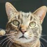 Sesame's profile picture