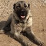 Фото профиля kangal dog