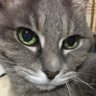 Yoshimi profil fotoğrafı