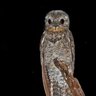 nyctibius 的头像