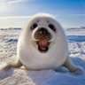 Hua Wu's profile picture