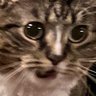 nicole ashley's profile picture