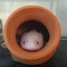 うぱぱ's profile picture