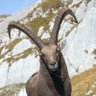 CenTex Ibex's profile picture