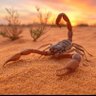 The Scorpion 的头像