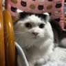 ✝シーマ✝ profil fotoğrafı