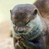 南無阿弥タイツ's profile picture