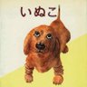 いぬこ 的头像