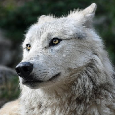 wolf_sigma_'s profile picture