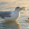 Profilbild von Gaviota Escupidero