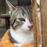 むめいせんし's profile picture