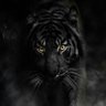 Фото профиля Pan African