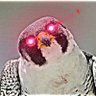 ⚡️riverfalcone⚡️🐾's profile picture