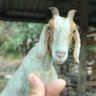 Profilbild von Goat Lo Lo
